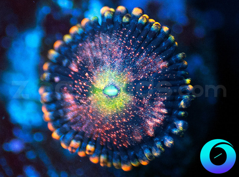 Fun Dip