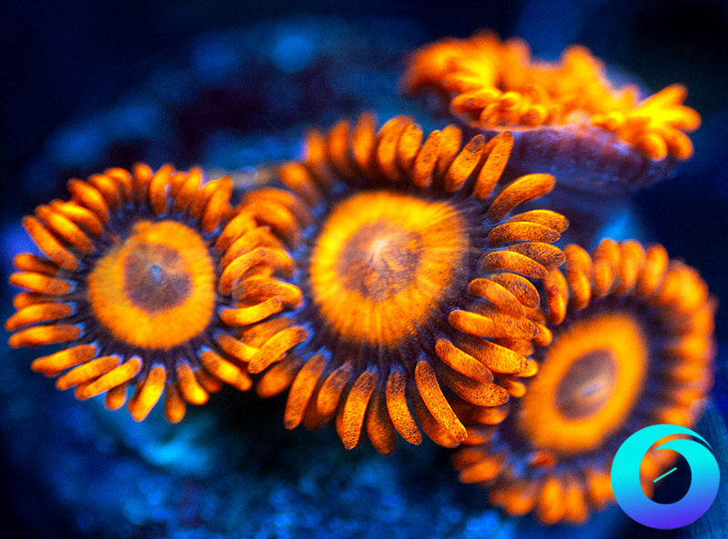 Oxides