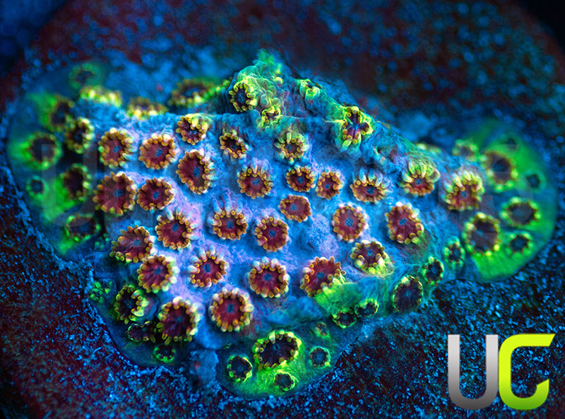 WWC Skittles Bomb Cyphastrea