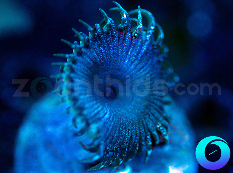 Electric Blue Proto