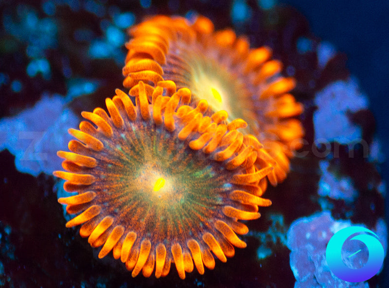 Solar Fusion
