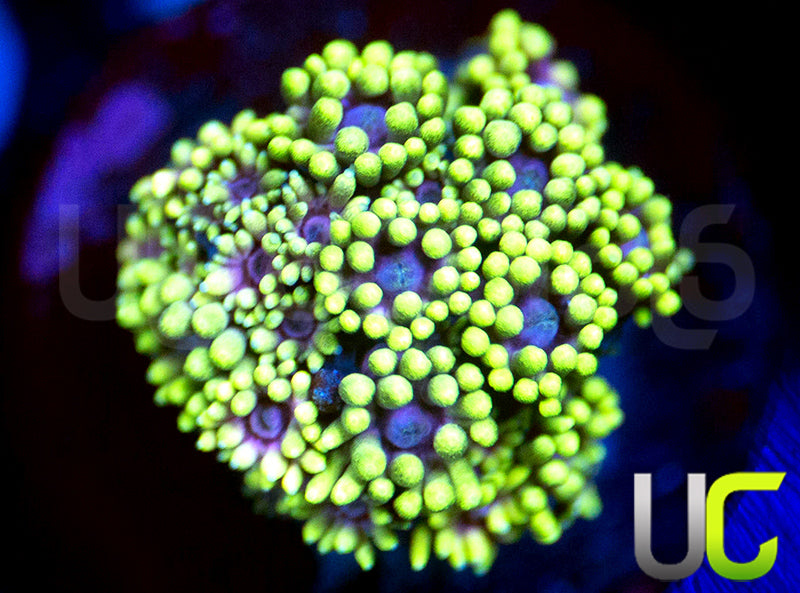 UC Snuffleupagus Goni