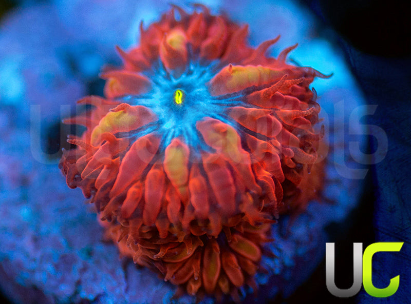 UC Blue Raven Blastos