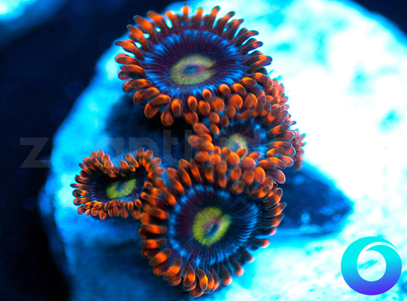 Fire and Ice