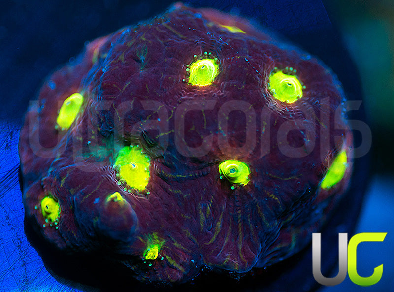 RR Brimstone Favites