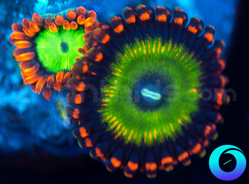 CB Bowser & Goblins Fire Combo