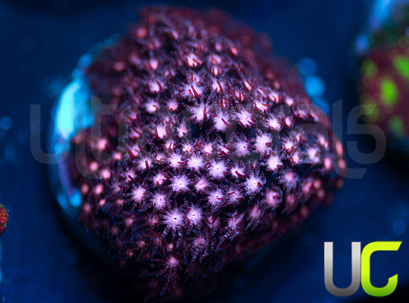 JF Jose Casas Pink Polyp Stylo