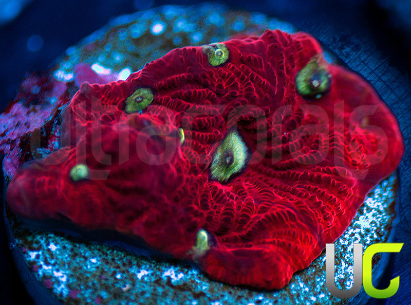 War Coral Favites