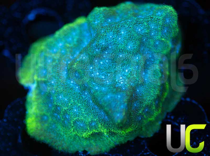 UC Toxic Constellation Psammocora