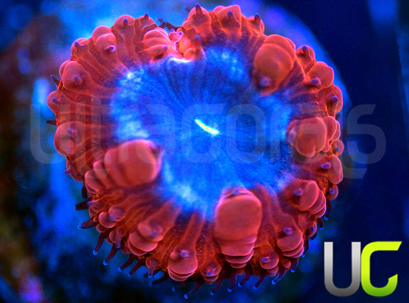 UC Forbidden Blue Blasto