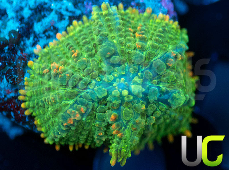 UC Fuzzy Bubble Bounce Mushroom