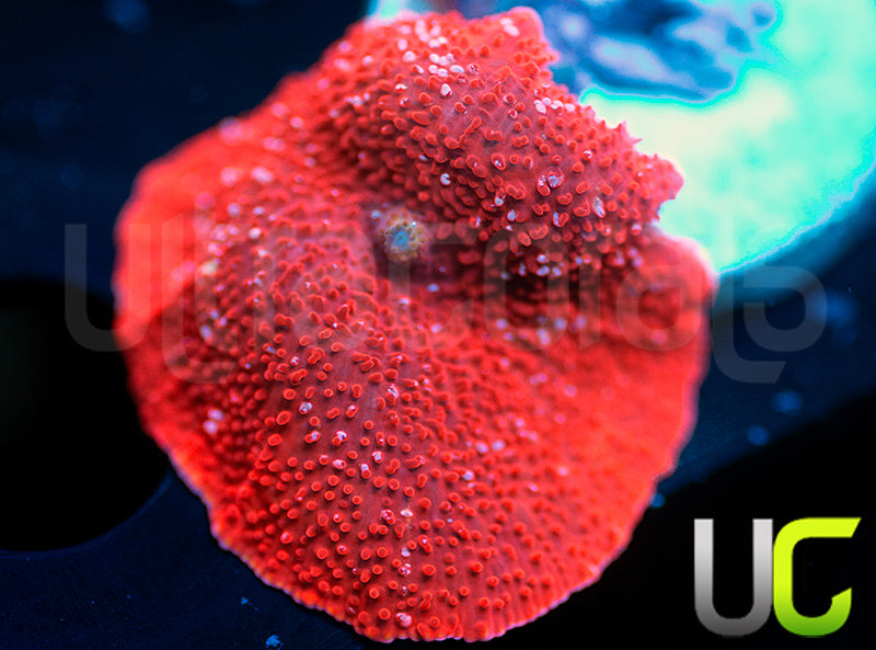 UC Disco Freak Mushroom