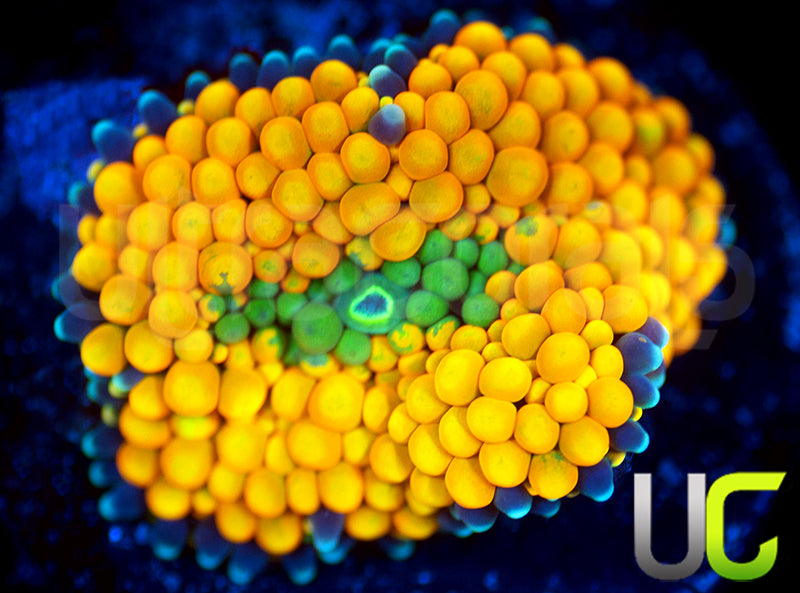 UC Metallic Orange Bubble Florida Ricordea