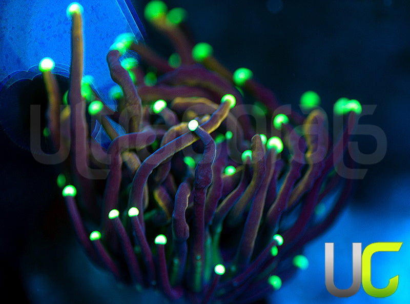UC Funfetti Torch