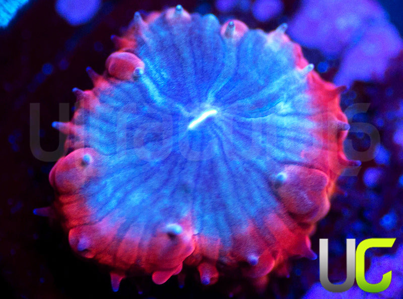 UC Forbidden Blue Blasto