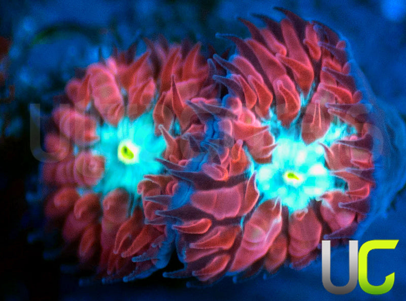 UC Azure Sky Blastos