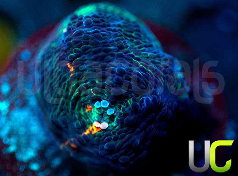 UC Blood Lust Chalice