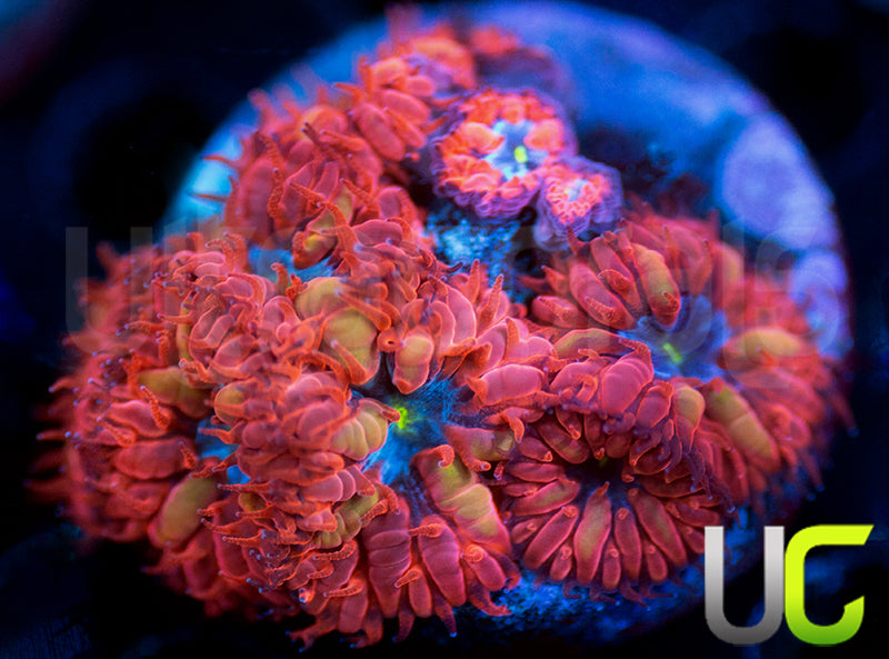 UC Blue Raven Blastos
