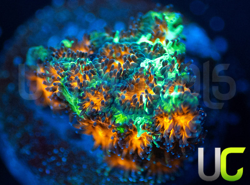 UC Mega Monster Grafted Leptastrea