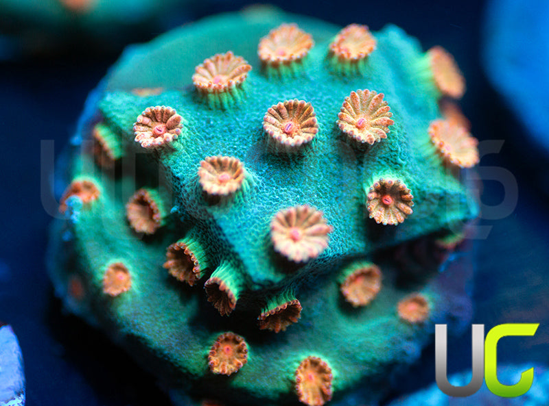 Meteor Shower Cyphastrea