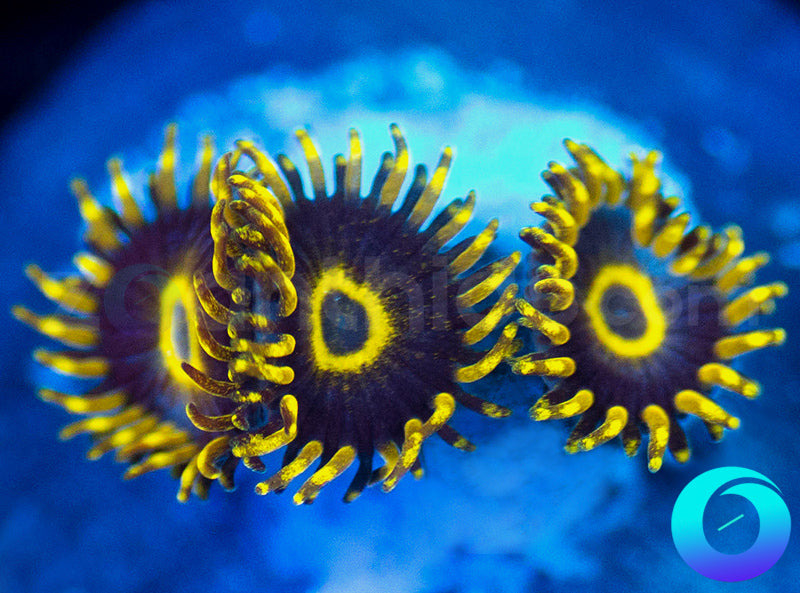 Purple Hornets
