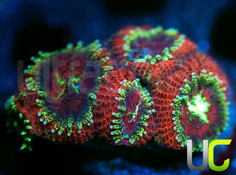 UC Dragon Slayer Micro Amakusensis