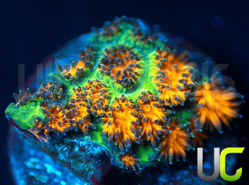 UC Mega Monster Grafted Leptastrea