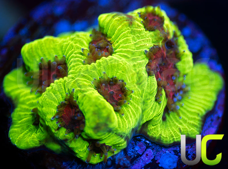 Ultra Platygyra