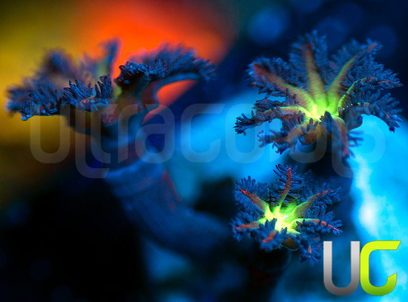 Firework Cloves