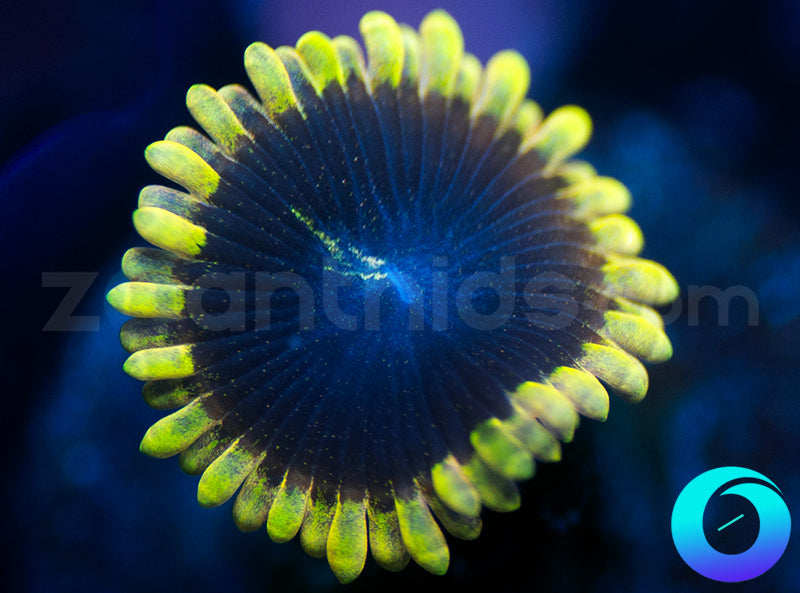 Yellow Lunar