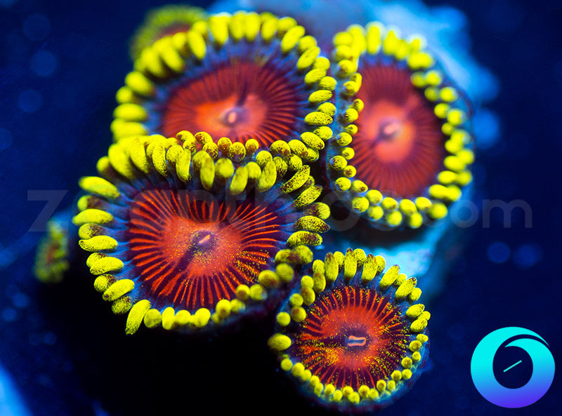 Electric Shocktopus