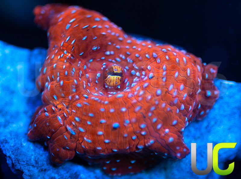 UC Multi Spot Mushroom