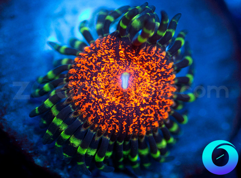 zoanthids.com