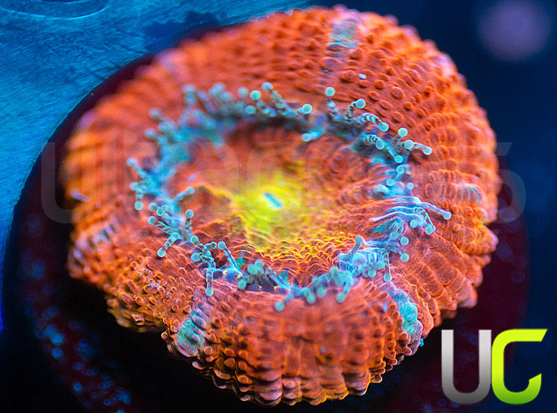 UC Yellow Flamingo Micro Lord