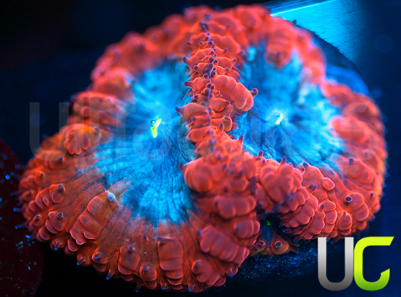 UC Forbidden Blue Blastos