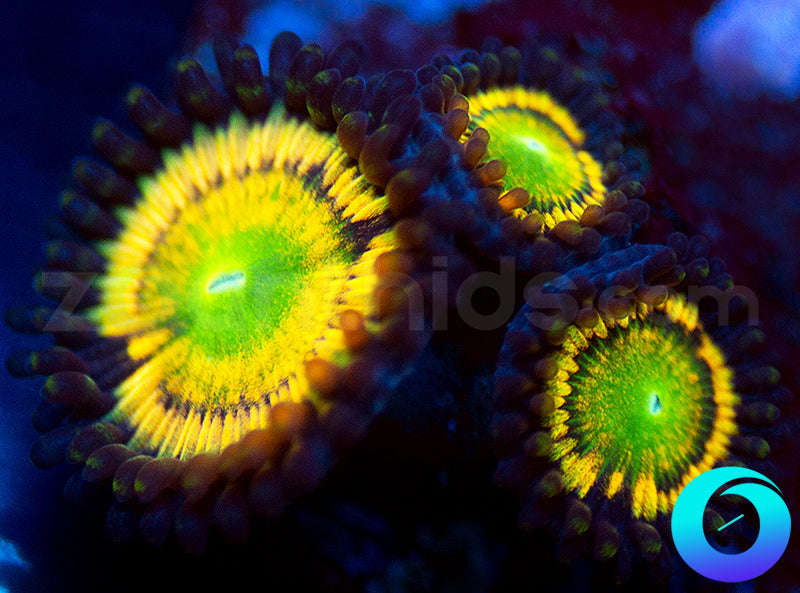 Gonzos Citrus Cooler