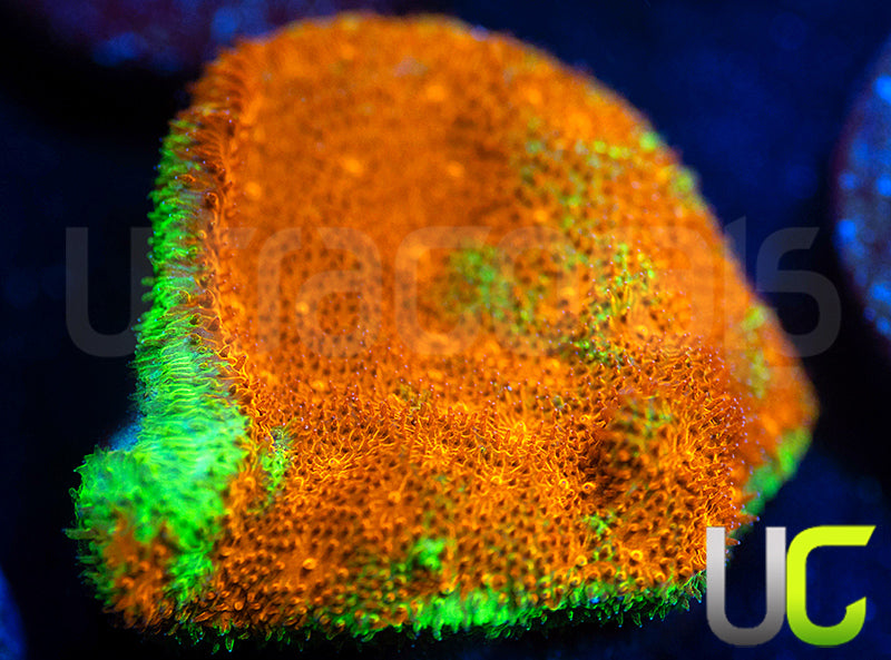 Watermelon Psammocora