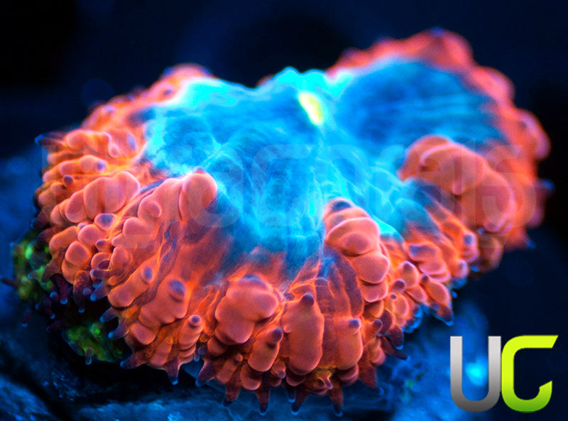 UC Forbideen Blue Blasto