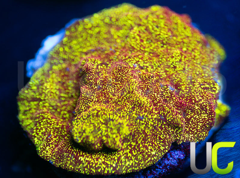 Mystery Frag