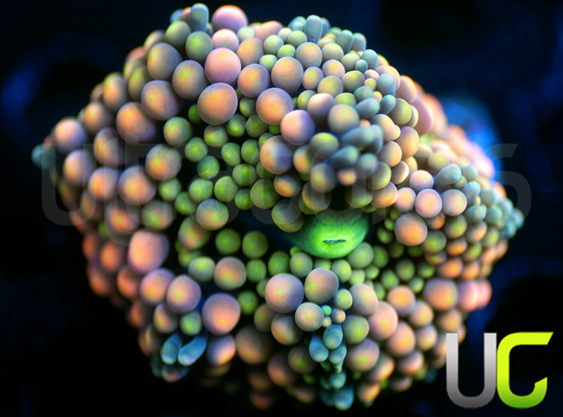 UC Pastel Pink and Green Flordia Ricordea