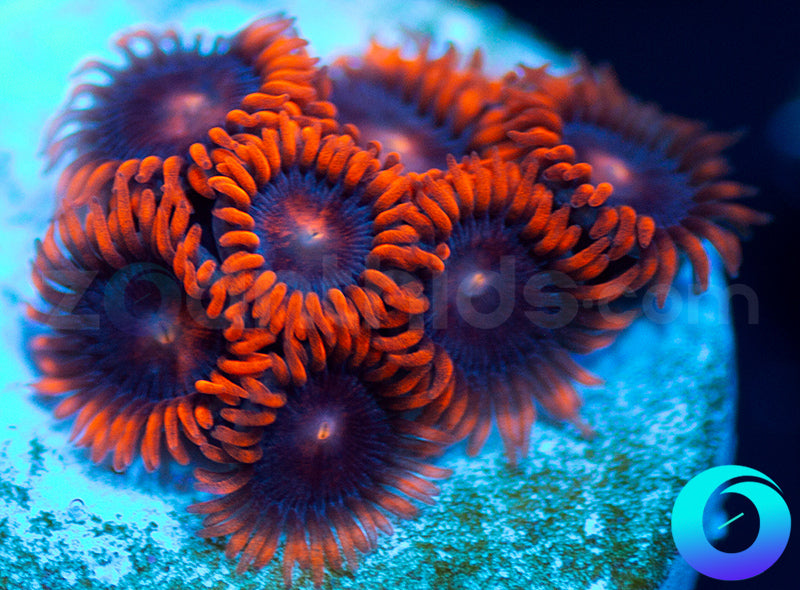 Ultraviolet