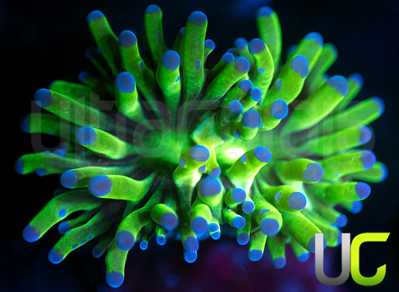 UC Unusual Frogspawn