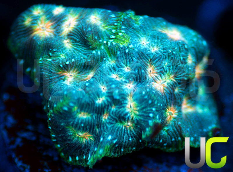 UC Plutonium Lepto