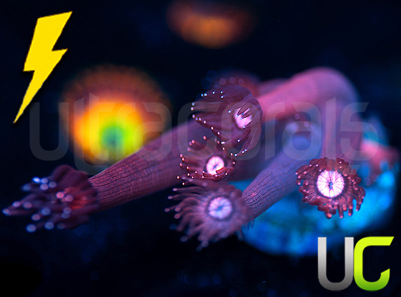 UC Glitter Tip Goni