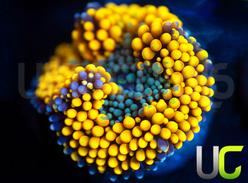 UC Metallic Orange Bubble Florida Ricordea