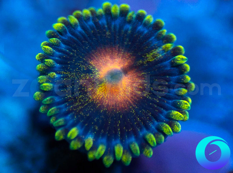 Glowpop