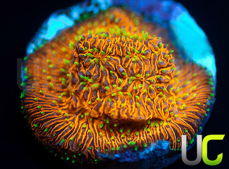 UC Fuzzy Navel Litho