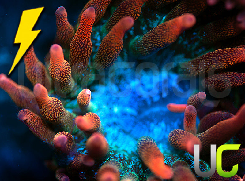UC Spitfire Anemone