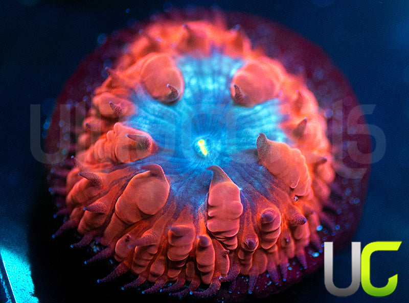 UC Forbidden Blue Blasto Wellsi
