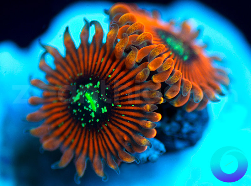 Orange Magician